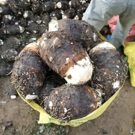 柳州芋头荔浦特产