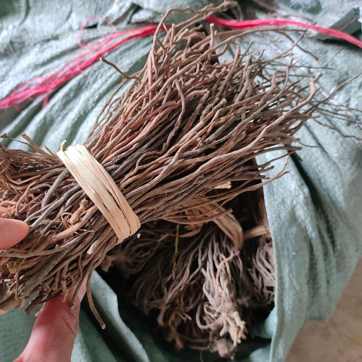 钟山县粉灵仙/威灵仙大量供