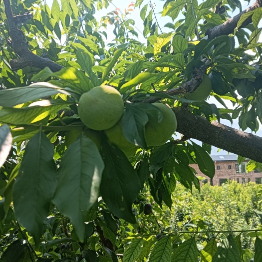 若尔盖县茂县红