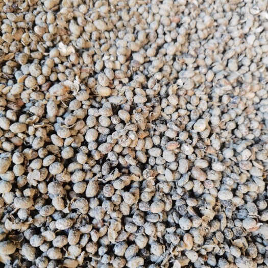 五莲县豆本豆益生菌腐熟发酵大豆