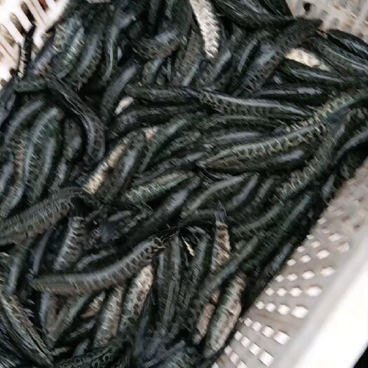 微山县微山湖黑鱼苗，也叫财鱼，涨势快，