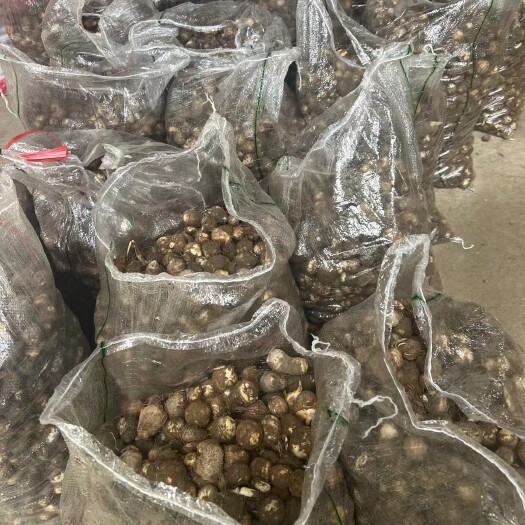 建瓯市精品白芋
