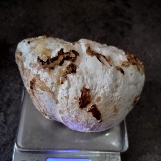 韶关虎奶菌核