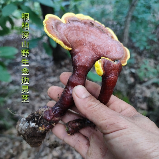 精选超大个金边赤灵芝桐柏大山真天然灵芝菌干货农村山货包邮