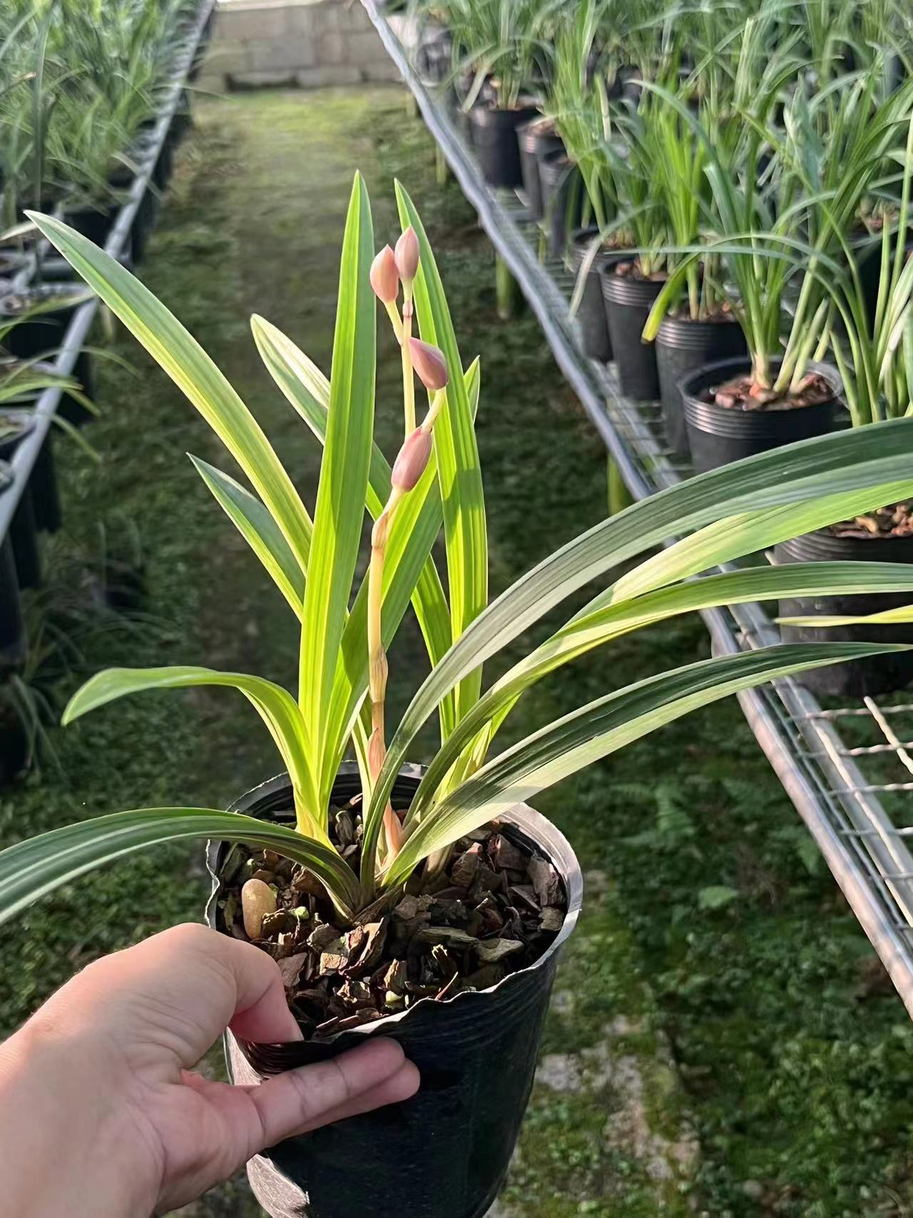 繁華部落綠植