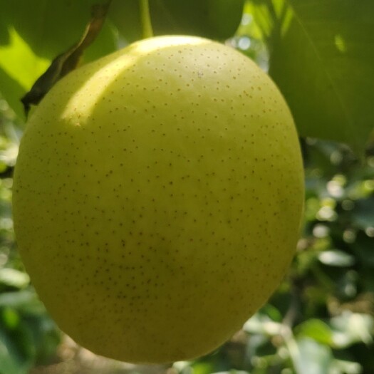 巨鹿县皇冠梨