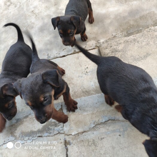 临沭县精品莱州红幼犬两个月！两针疫苗！一次驱虫！想玩大型狼犬的可