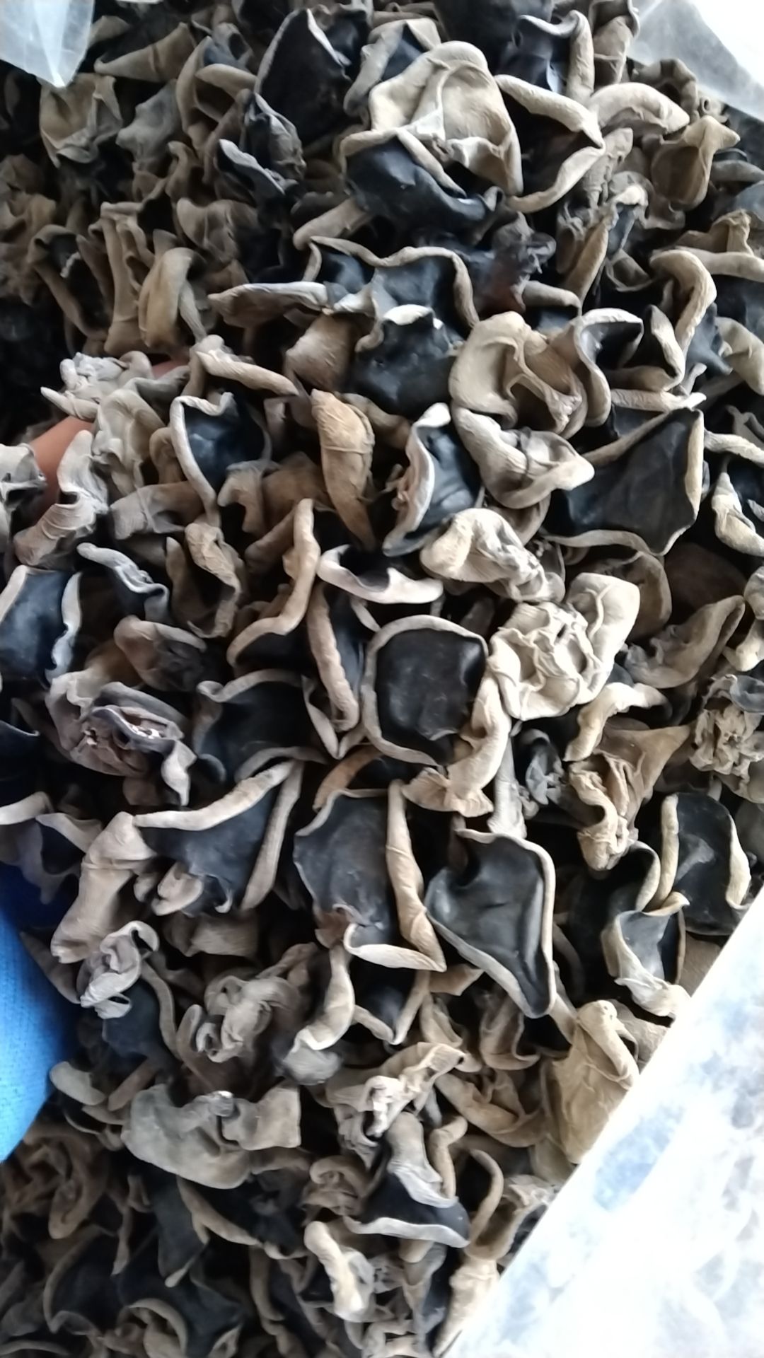 东北木耳新货上市，1.0碗耳头茬木耳，黑厚形状好，原货