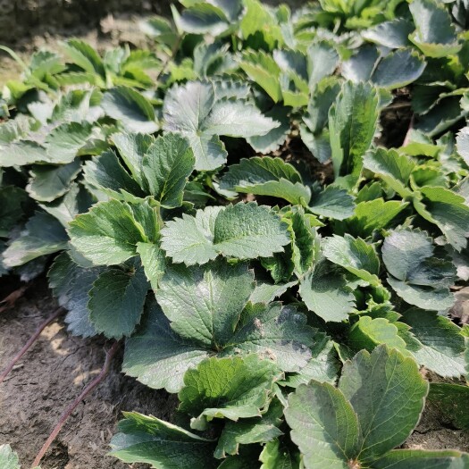 长丰县大叶红颜草莓苗