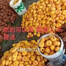 秦皇岛蟠桃