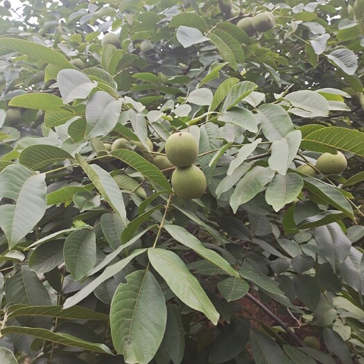宁南县核桃