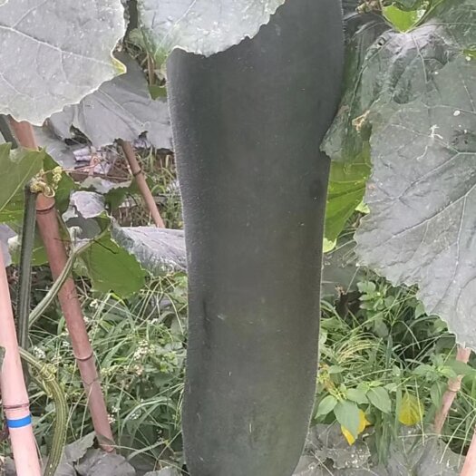 三都县贵州高山黑皮冬瓜