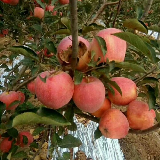 泰安红富士苹果树苗维娜丝黄金苹果苗根系发达苹果树苗价格