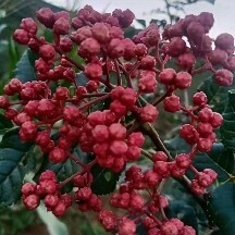 陇南花椒