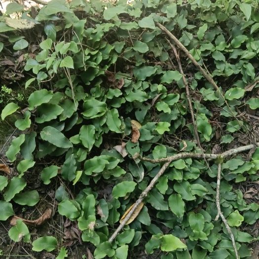 岚皋县石韦无根全草
