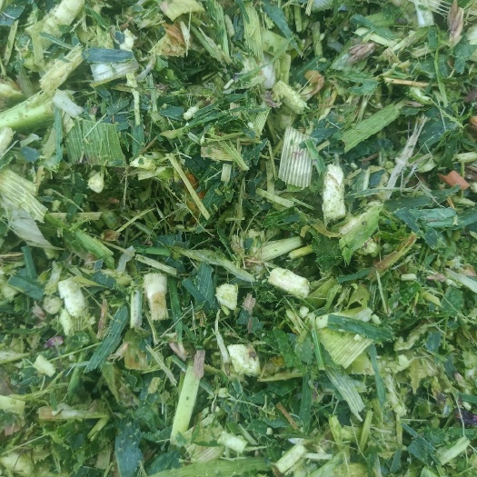 忻州大量甜玉米秸秆上市，嫩绿+香甜质量好营养高