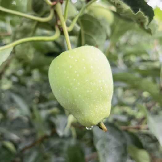 磐石市无黑屁股，大鸡心果