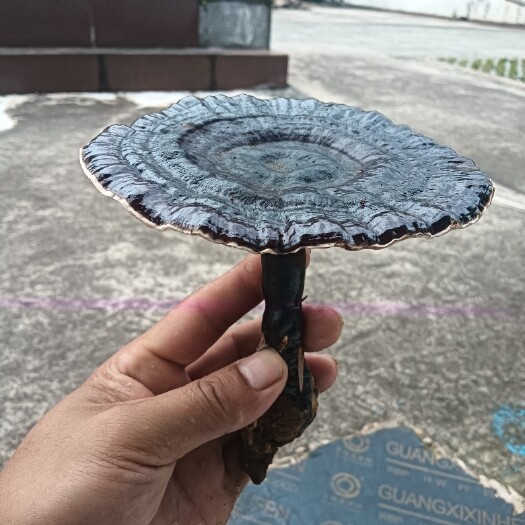 都匀市赤芝，紫芝，黑芝菌种，木头熟料菌棒