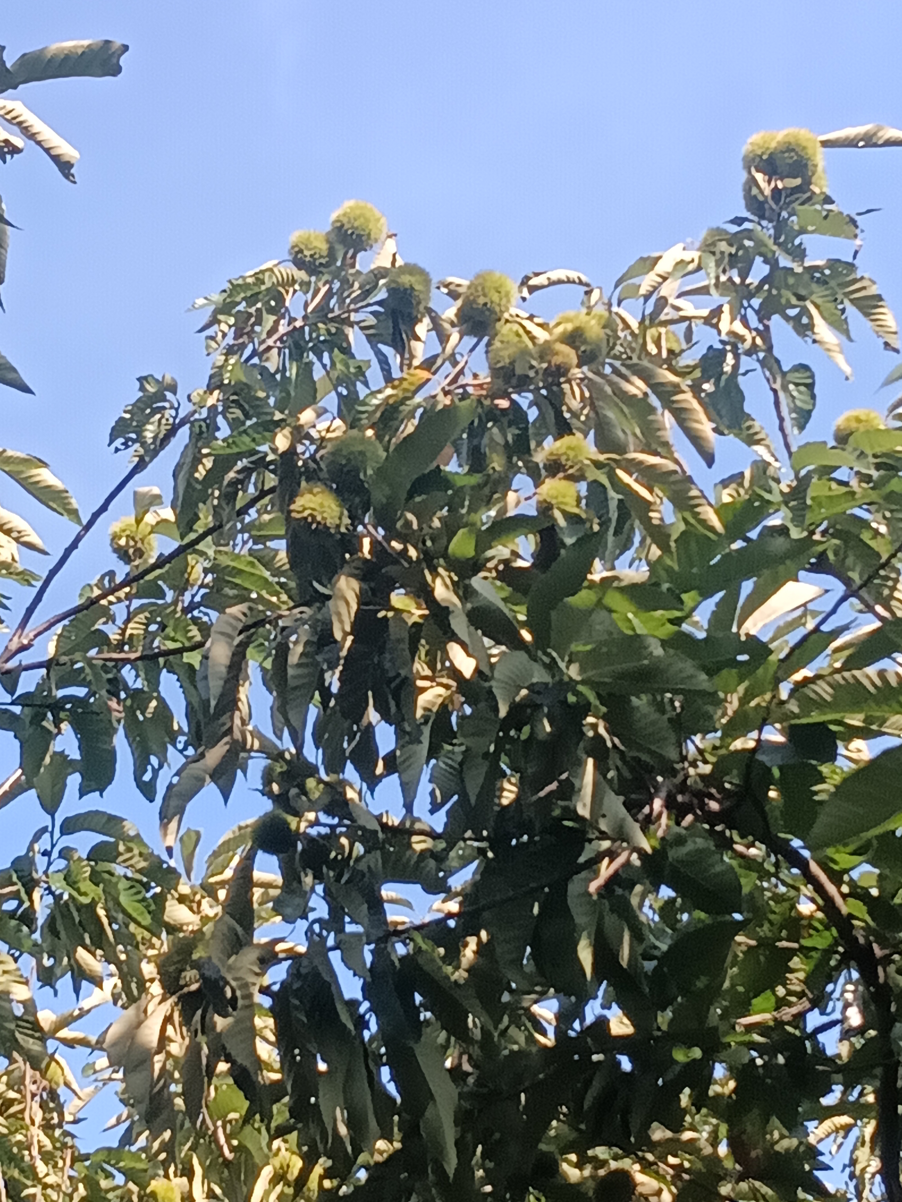 茂晟板栗代辦點(diǎn)