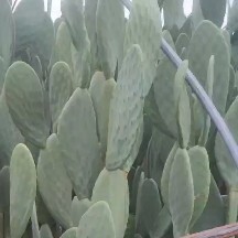 周口米邦塔仙人掌