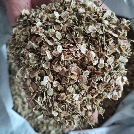 亳州白芷二年纯新白芷包回收，提供技术咨询