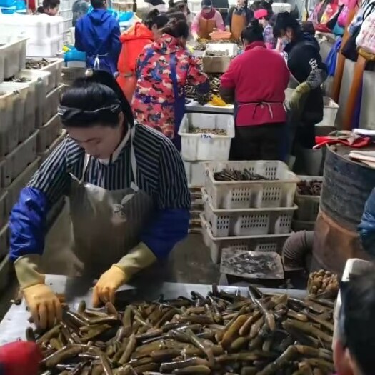 东港市鲜活刀把蛏大蛏子竹节蛏笔管蛏子丹东东港渔船直发一手货源招代理