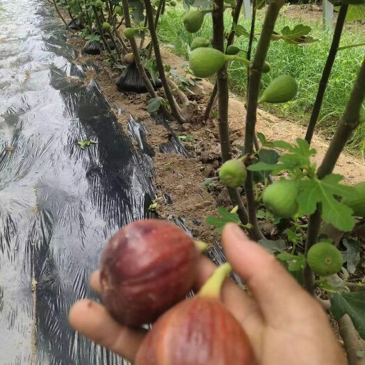 泰安无花果苗出售波姬红无花果树苗价格根布莱瑞克无花果苗