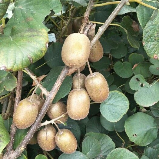 泰安猕猴桃苗出售软枣猕猴桃树苗价格红心猕猴桃苗基地