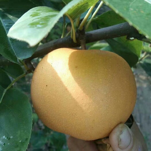 泰安梨树苗出售秋月玉露香梨树苗价格根系发达红梨树苗基本