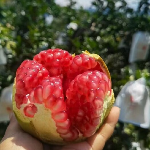 会理市产地代发 会理突尼斯软籽石榴 可发全国