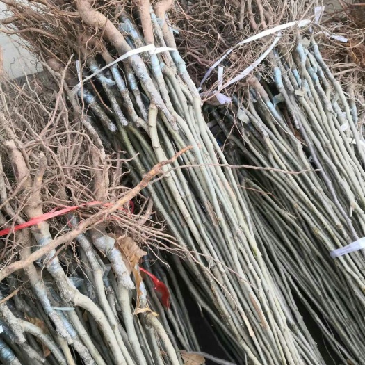 泰安板栗苗出售大红袍板栗树苗价格嫁接板栗苗