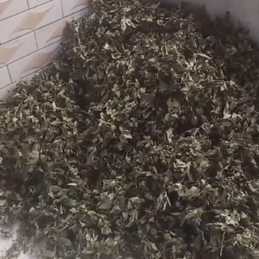 金秀县刺儿茶，又叫甜茶，天然的甜味