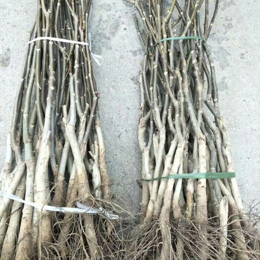 核桃苗出售薄皮核桃树苗价格薄壳香核桃树苗种植