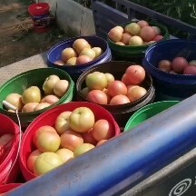 阳原县精品313软果西红柿，货源充足量大需要的老板联系