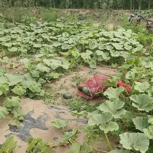 静宁县贝贝小南瓜
