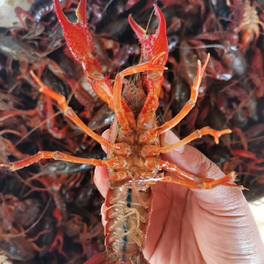 洪湖市洪湖潜江清水鲜活小龙虾， 一手货源，价格优惠，规格硬齐全