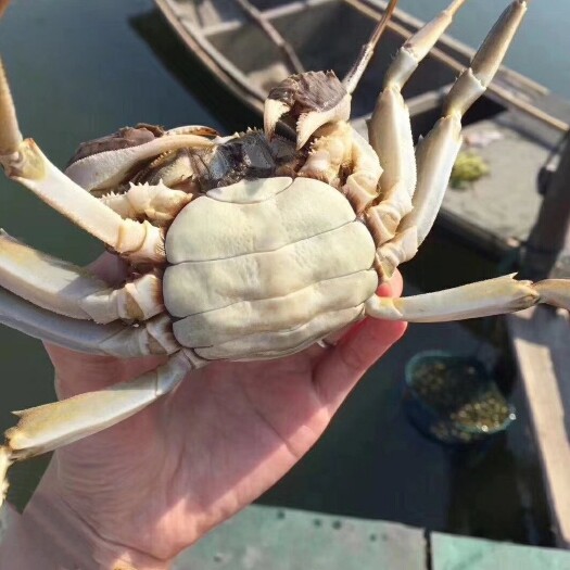 洪湖市洪湖大闸蟹，产地直销，一手货源 底板白，价格优惠 损耗包赔