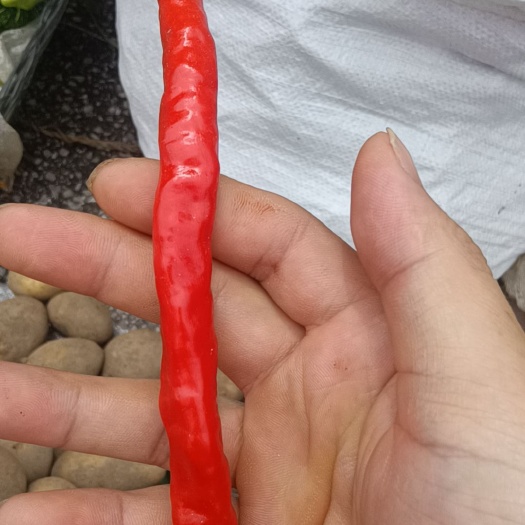六盘水辣椒