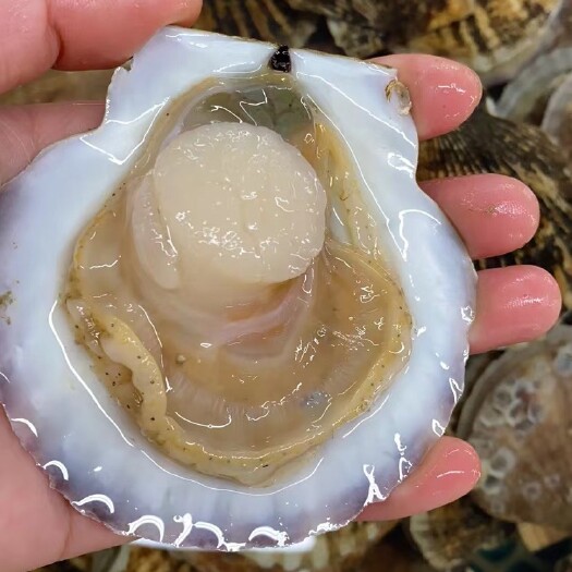 东港市鲜活夏伊贝扇贝夏夷贝全规格一手货源现货量大物流航空可发