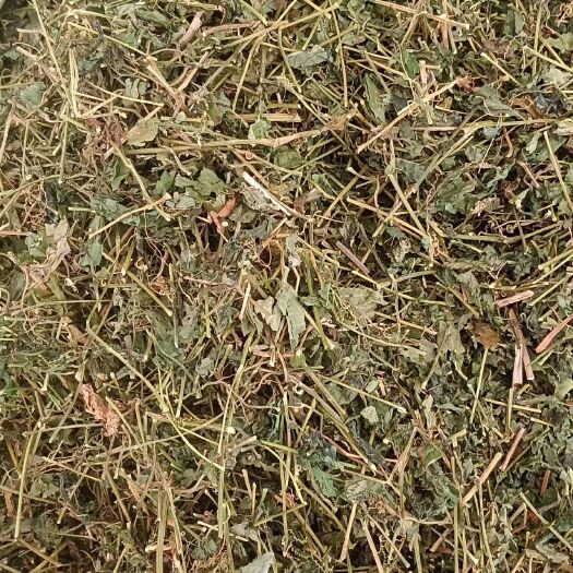 玉林绞股蓝