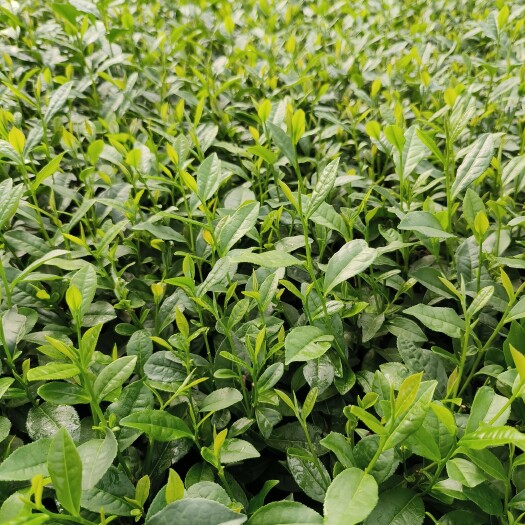 雅安福选九号茶苗：特早茶
