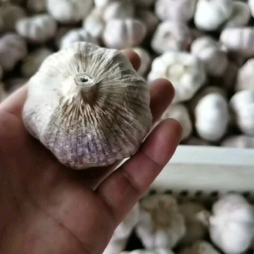 金乡县紫皮蒜