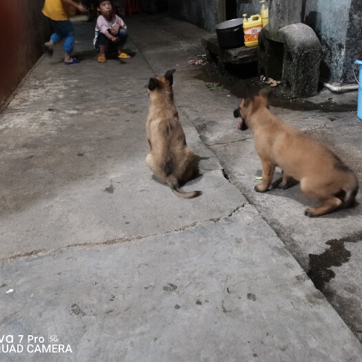 来宾马犬，两个月
