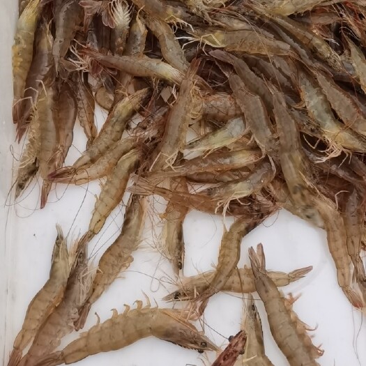 东营 渤海对虾 [顺丰包邮]海捕大虾鲜活新鲜大虾超大海鲜批发