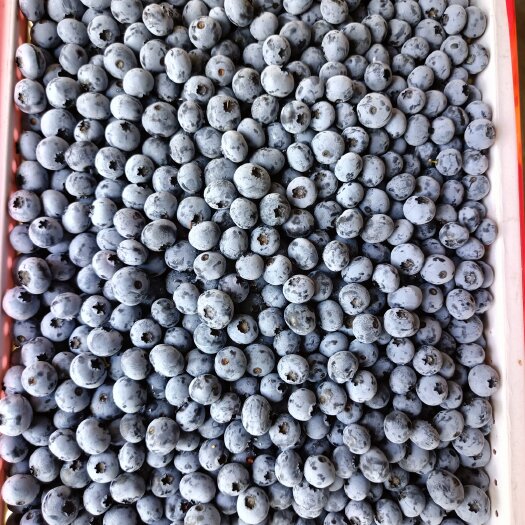 肥城市蓝莓大量有货