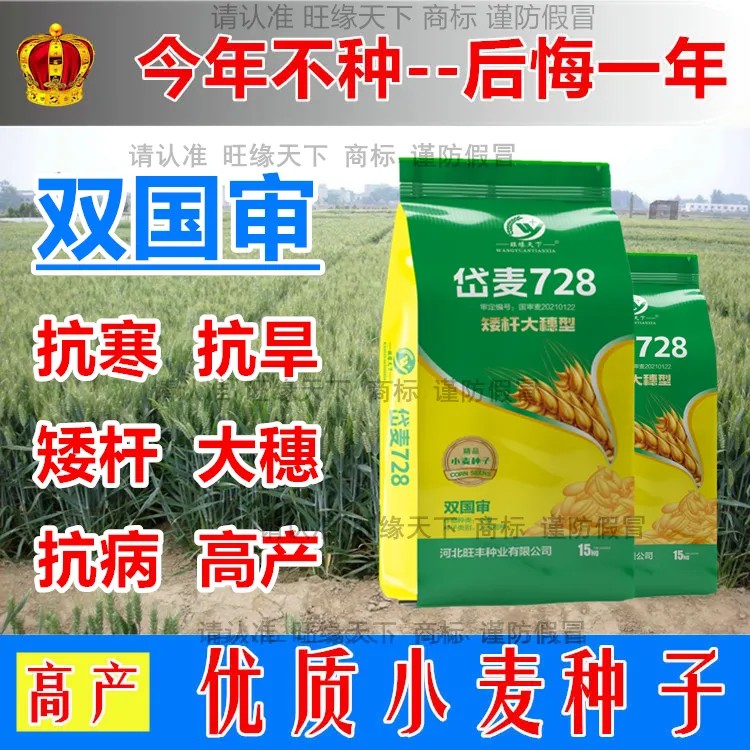 石家庄双国审抗冻先锋吨麦小麦原种优质小麦种子抗旱节水矮杆大穗