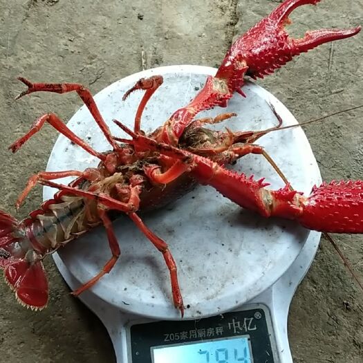小龙虾种虾