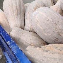 慈溪市慈溪精品蜜本南瓜