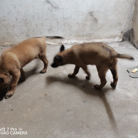 来宾马犬