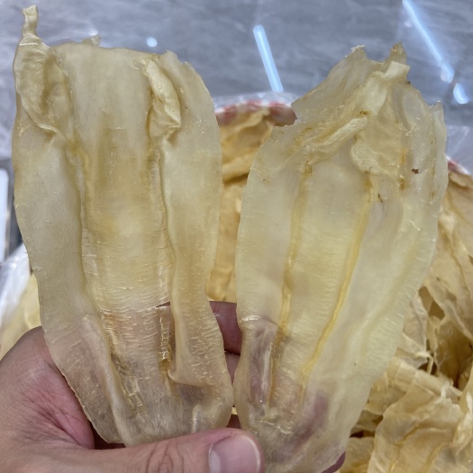 广州27头北海公鱼胶，精选货